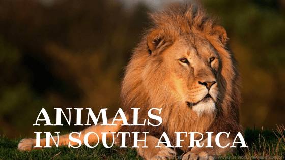 South Africa Animals | Wildlife | Big Five | Animals in South Africa