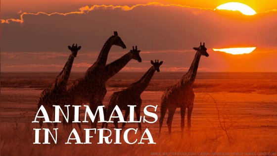 animals in africa