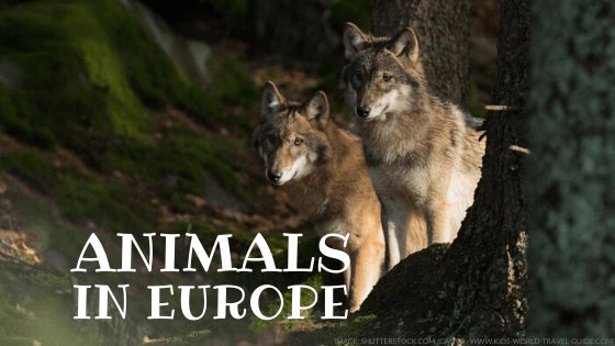 animals in europe