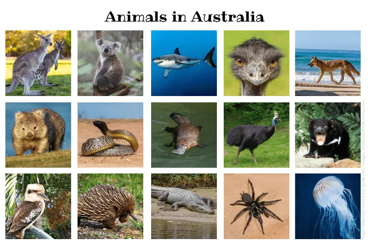 Animals in Australia: 15 Australian animals you should know