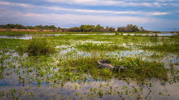 Ibera wetlands