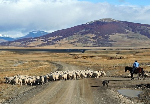 Sheep in the Pampas with gaucho