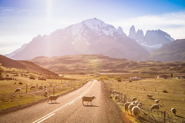 argentina sheep