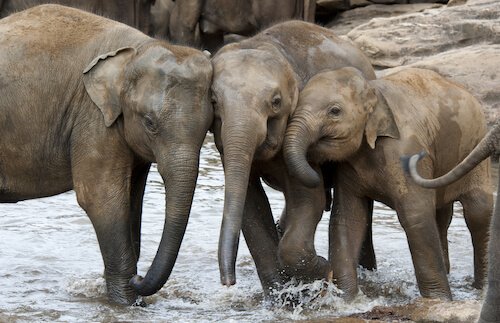 Asiatischer Elefant