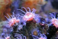Pacific Ocean corals