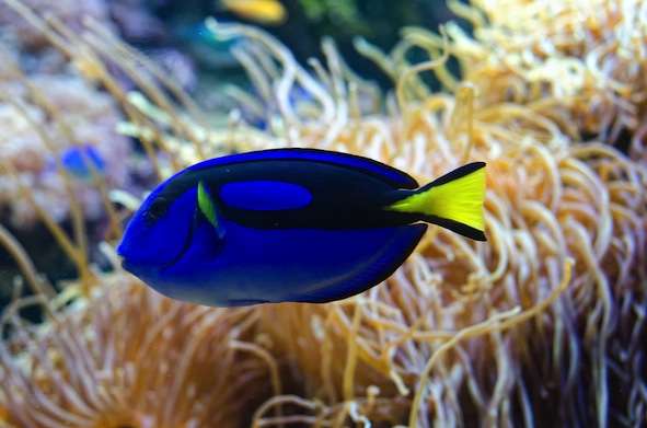 Yellowtail Bluedamsel Fish on the Great Barrier Reef