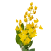 australia national flower golden wattle