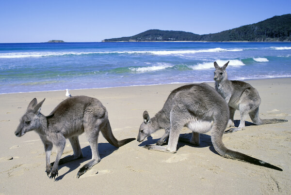 australia pebbly beach