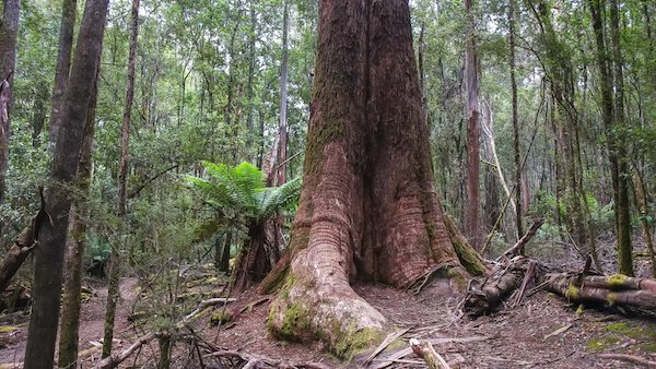 Giant gum trees in Tasmania