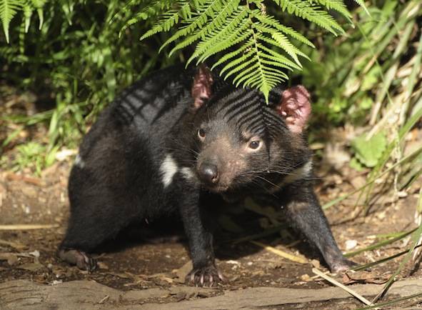 Tasmanian Devil