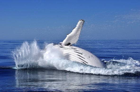 Whale in Australia