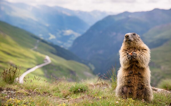 Marmot in Mountains