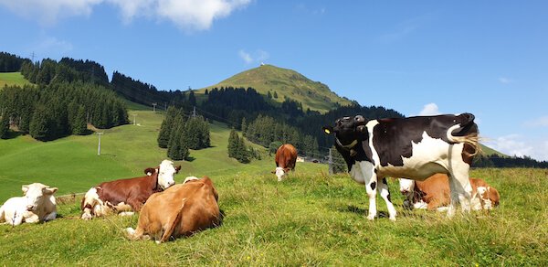 Cows on Austrian mountain pasture