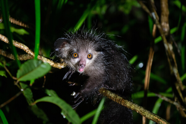 Madagascar animals aye aye