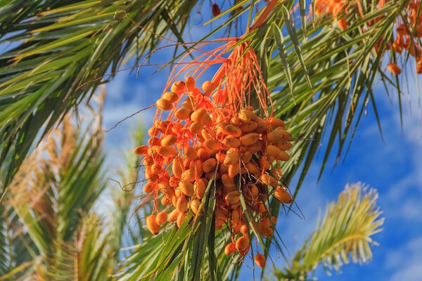 Bahamas dates on palm with blue sky