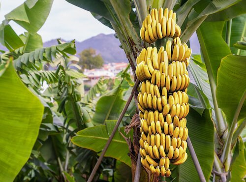 Banana plant