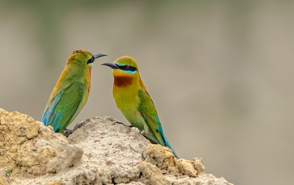 bangladesh birds