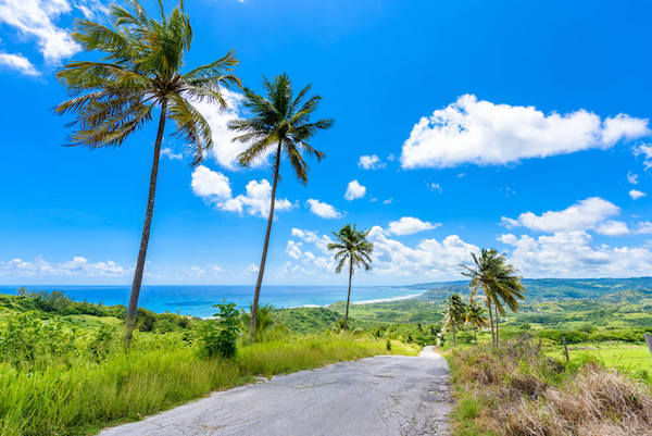 Barbados typical landscape and road with palm trees - image Simon Dannhauser/shutterstock.com