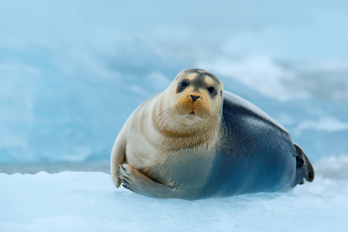 Bearded seal in the Arctic