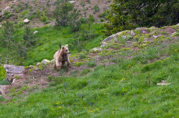 Bear near Savsat in north eastern Turkey