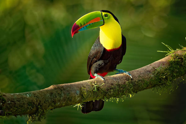 Toucan bird