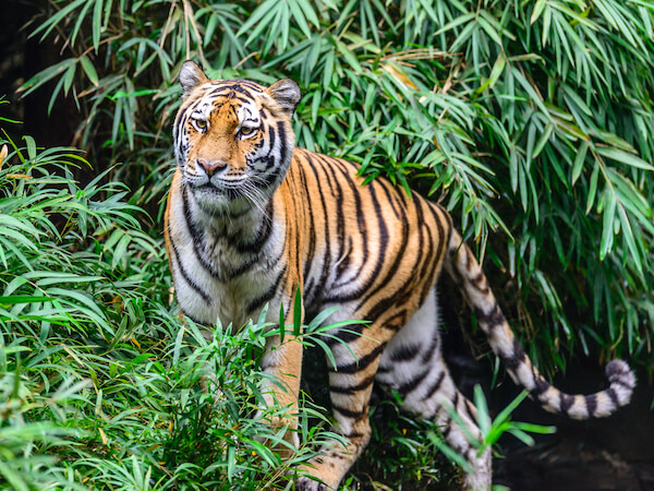 bengal tiger