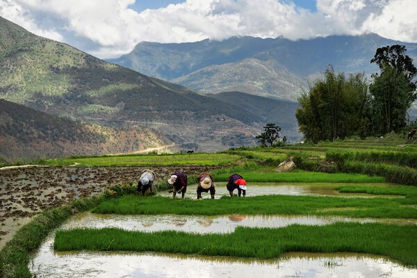 Mulheres que trabalham num campo de arroz no Butão - imagem de Mathias Berlin/.com