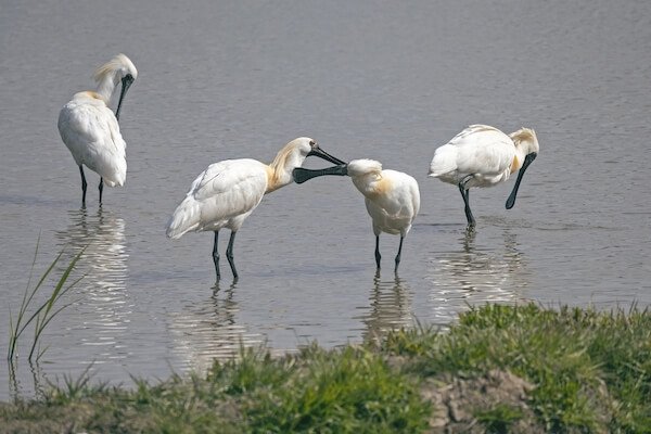 black faced spoonbill