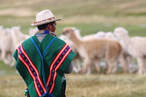 Bolivian herder