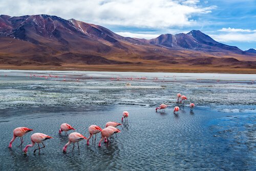 Flamencos rosados en el Salar de Uyuni de Bolivia's Salar de Uyuni