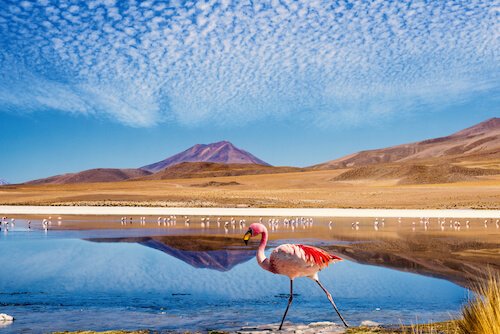 bolivia salar de uyuni with flamingo