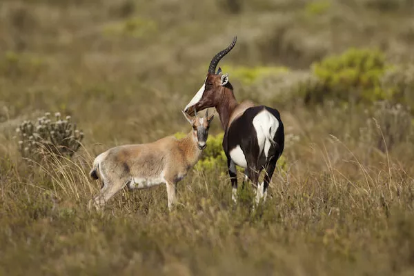 Bontebok with calf