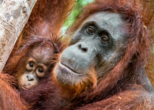 Urang-Utan with baby in Borneo jungle