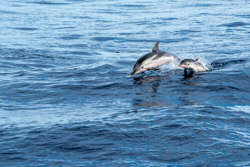 Bottlenosdelfin med baby