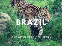 brazil megadiverse