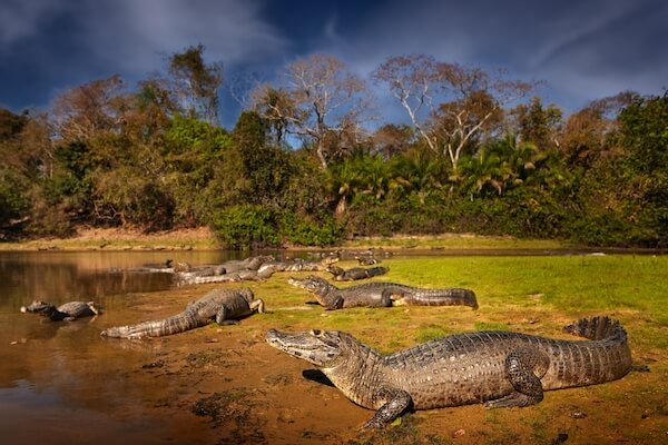 Brazil caiman yacare