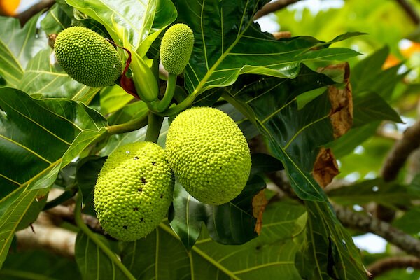 bread fruit