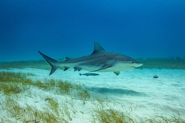 Bull shark