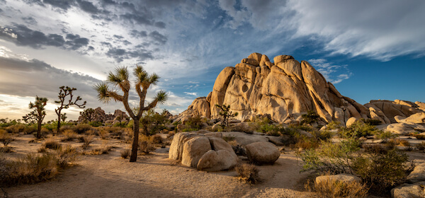 Joshua Tree National Park in the Mojave Desert