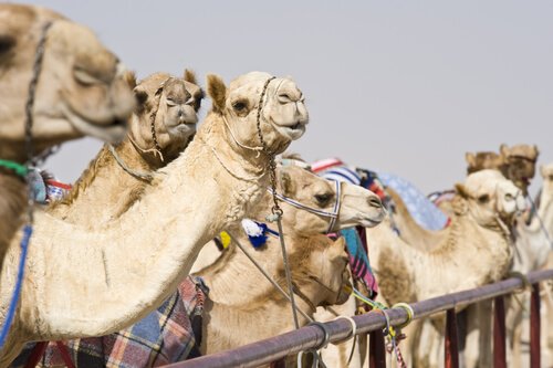 Camels by Nico Traut/Shutterstock