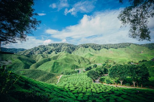 Malaysia Cameron Highlands - image by Barkeh Said/shutterstock.com