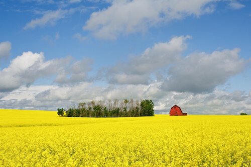 Canola field in bloom in Saskatchewan/Canada