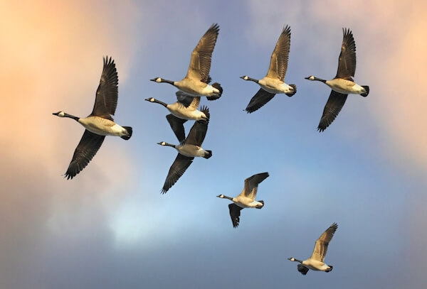 canada geese