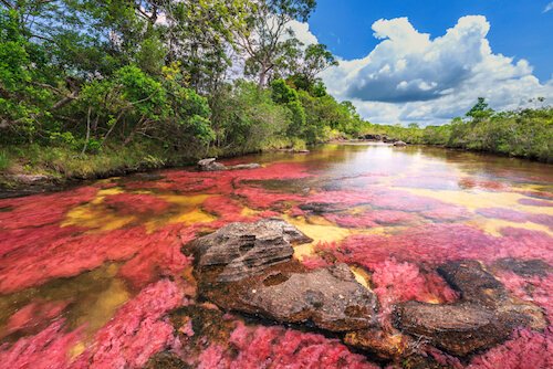 Caño cristales