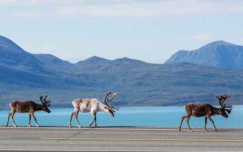 reindeer in norway