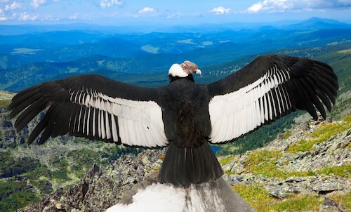 Male Chilean Condor with open wings in the Andes