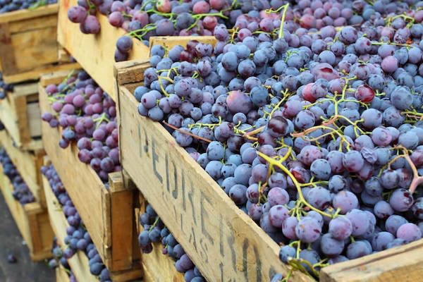Grapes from Chile - one of the main export products of the South American country.