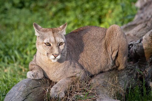 Puma in chile