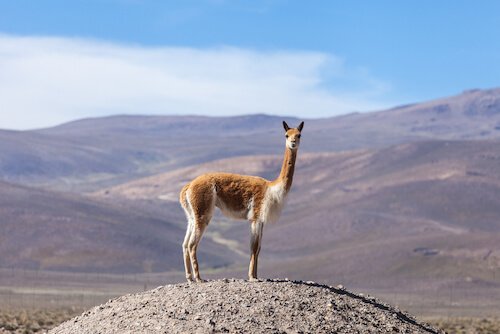 Chilean Vicuna in the Andes