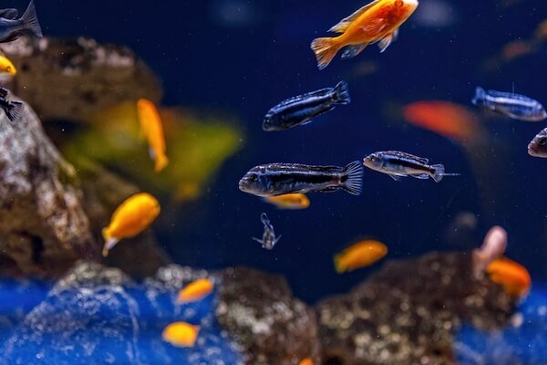 malawi cichlids